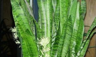 什么植物除甲醛最好 除甲醛植物排名